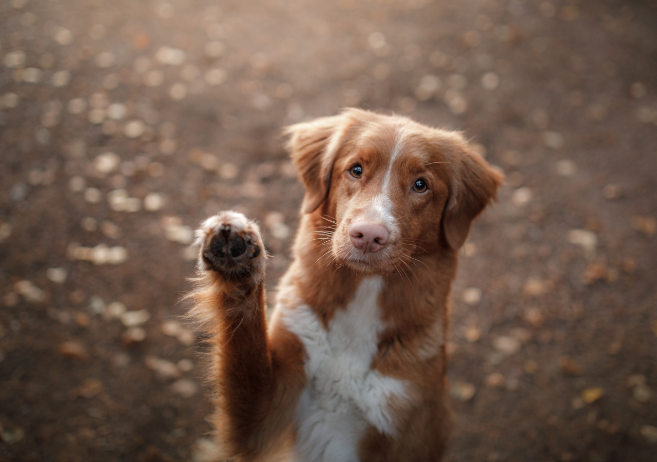 Red and white retriever waving a paw