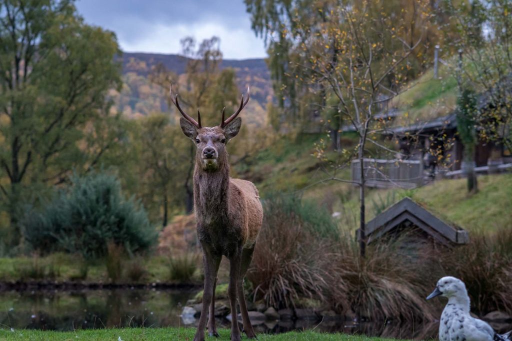 A wild stag deer at Eagle Brae in the Scottish Highlands. Photography by Greg Bottle.