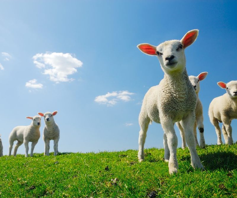 A group of spring lambs in a sunny field