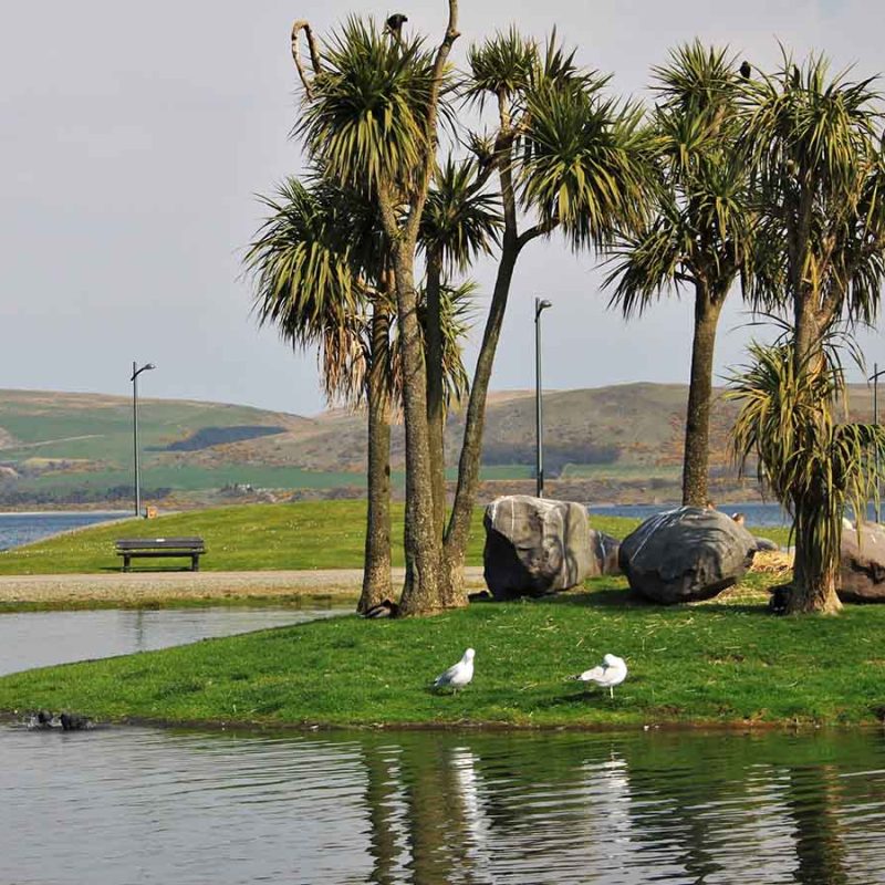 Swans on an island at Agnew Park.