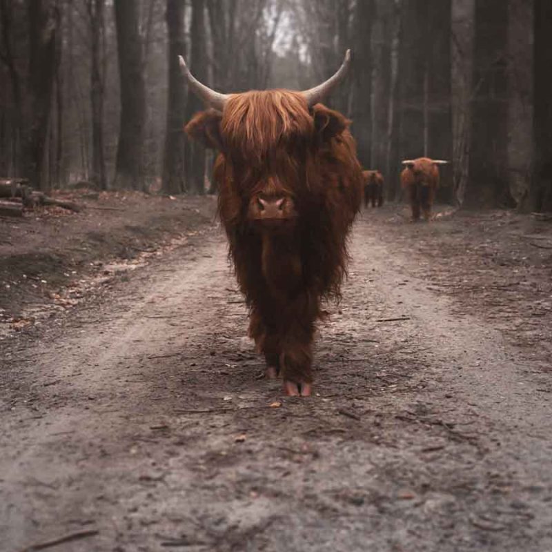Some Highland cows in a dark forest walking towards the camera on a path.