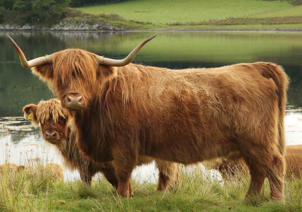 A baby and adult Highland cow looking at the camera with a loch in the background.