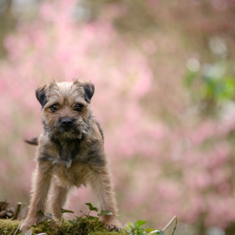 Border Terrier dog playing in countryside