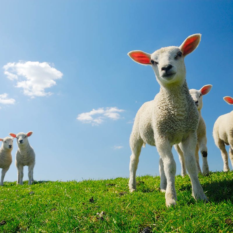 A group of spring lambs in a sunny field