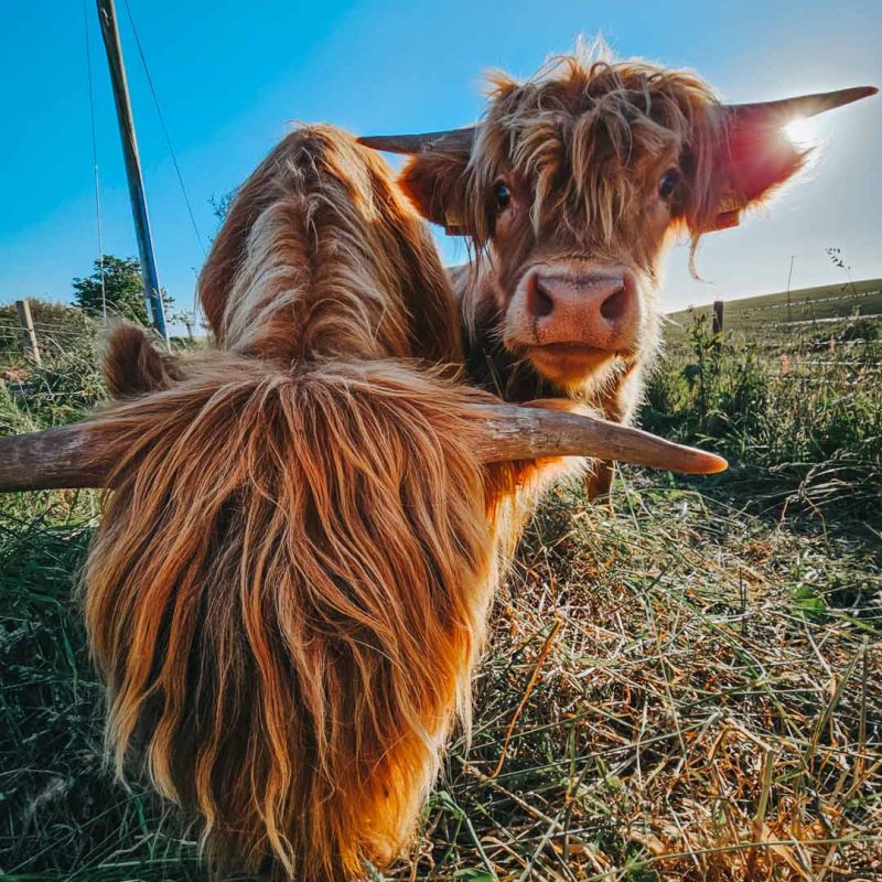 Two Highland Cows on a summers day